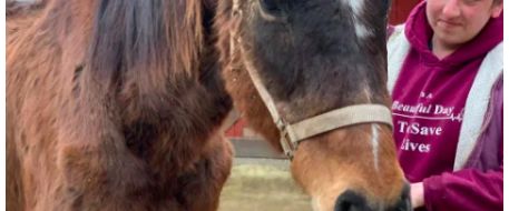 Two emaciated horses dropped off at Lancaster County Stable 